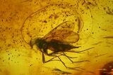 Fossil Bristletail (Archaeognatha) and Fly (Diptera) in Baltic Amber #183641-2